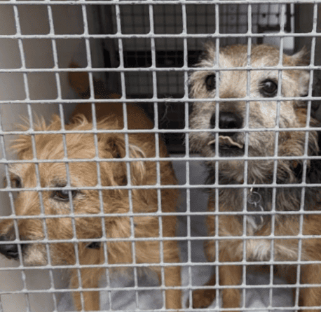 Man Jailed After Breaching Animal Ban in Squalid Plymouth Home