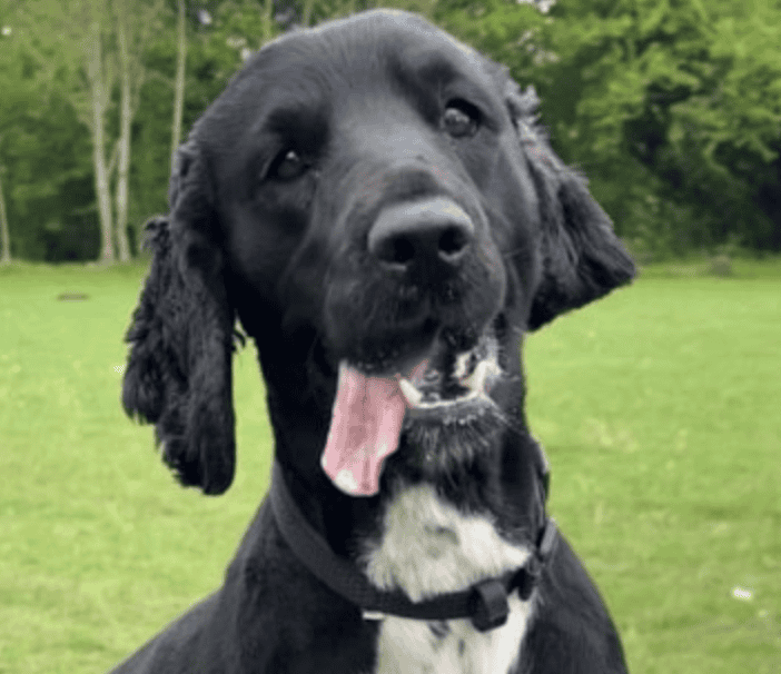 Rescue Dog Frank Becomes Wiltshire Police’s Newest Crime-Fighting Spaniel