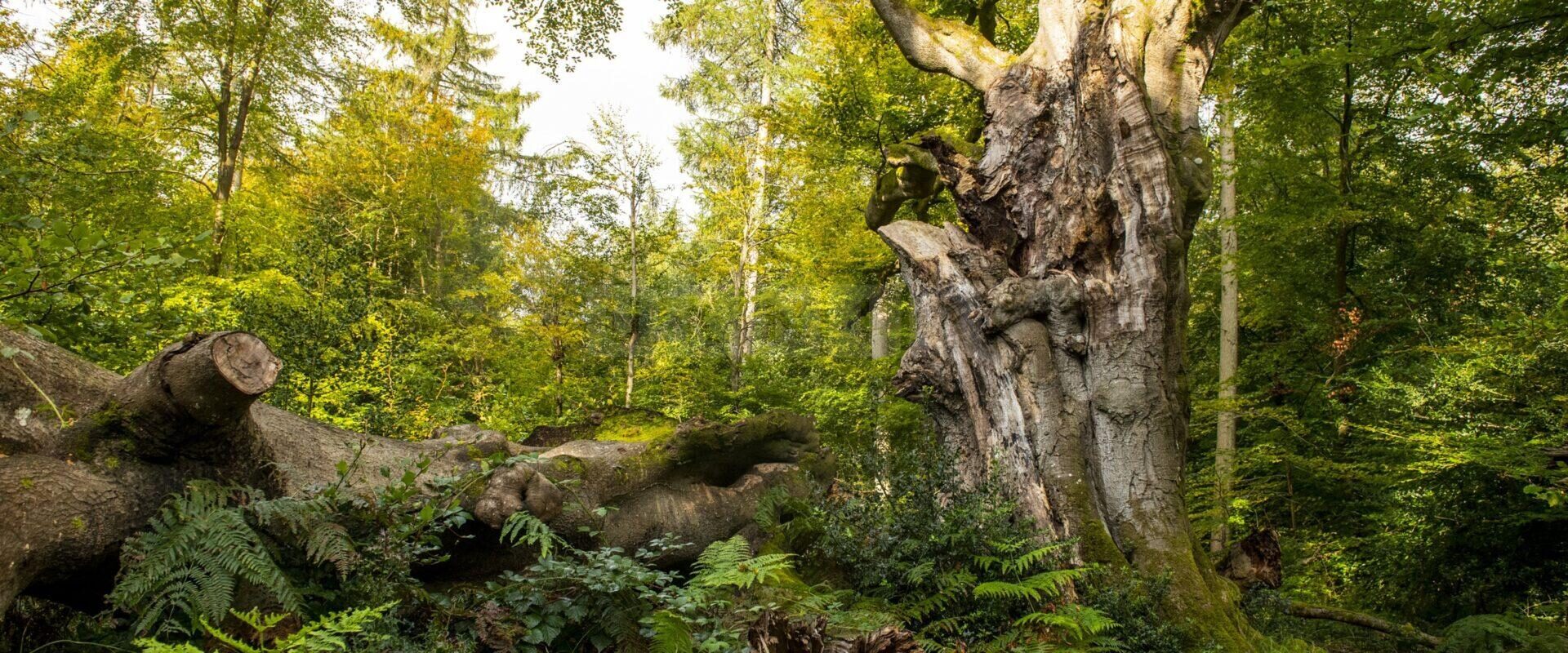 Police Investigating Sudden Death After Body Found in Savernake Forest