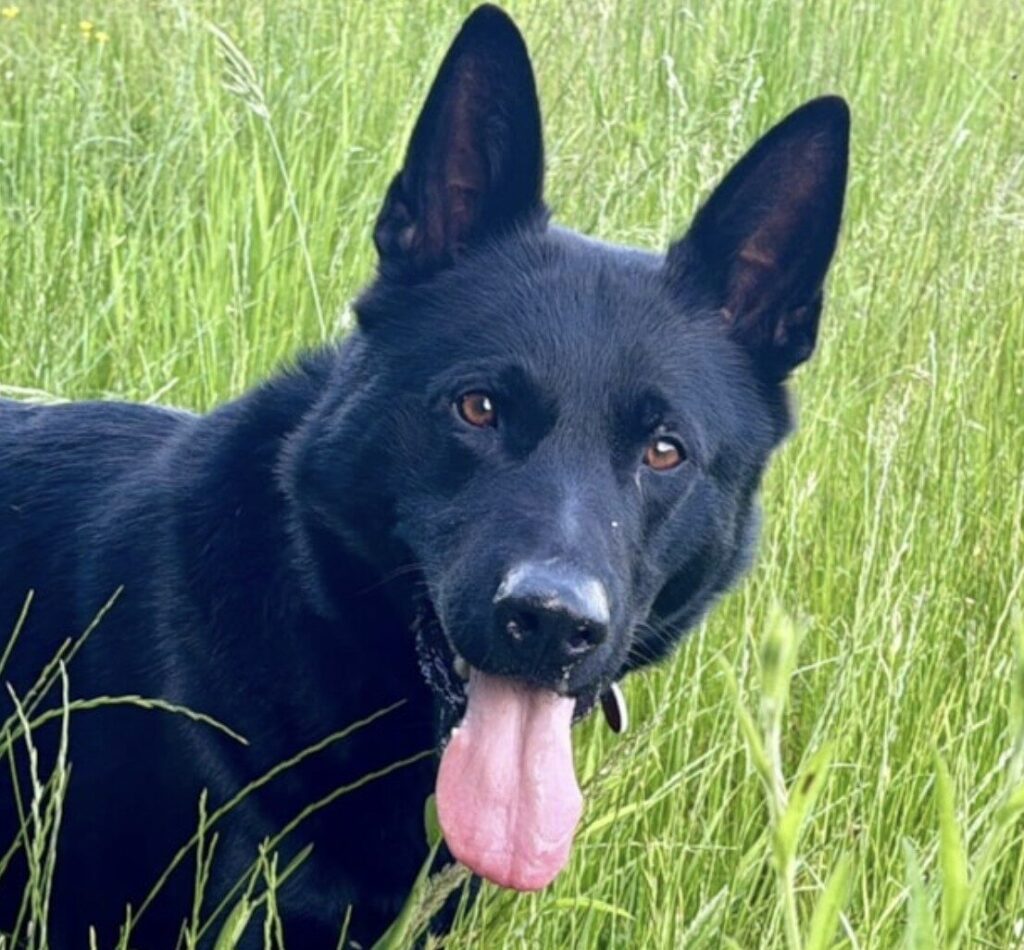 Knife-Wielding Burglars Struck Swindon and Highworth – Two Men Arrested – UKNIP