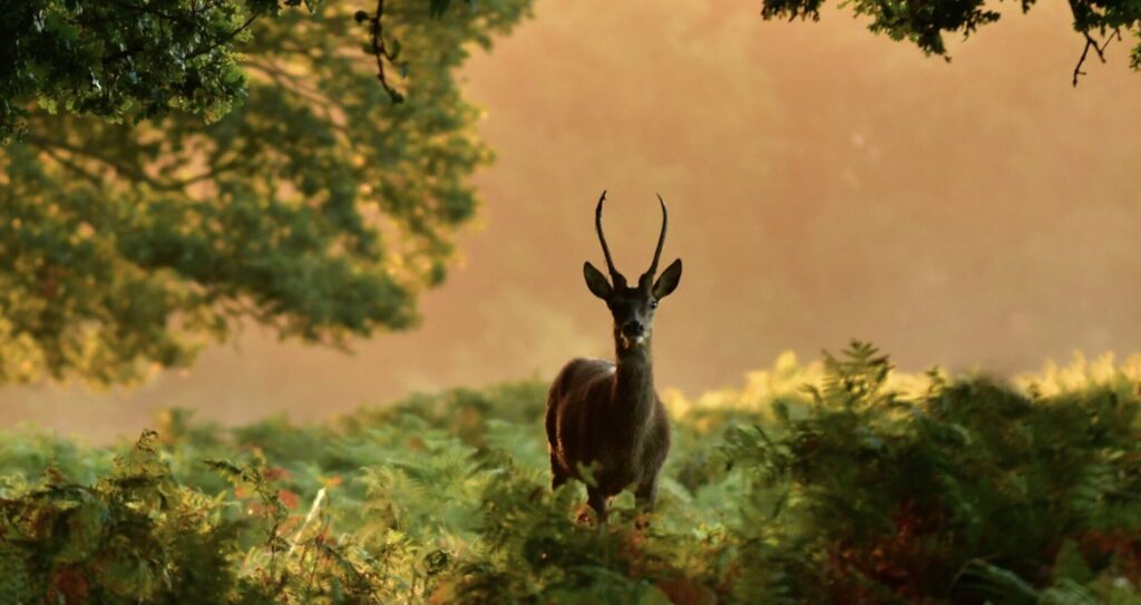 Richmond Park Named Top Spot to Soak up Autumn Colours in 2025 – UKNIP