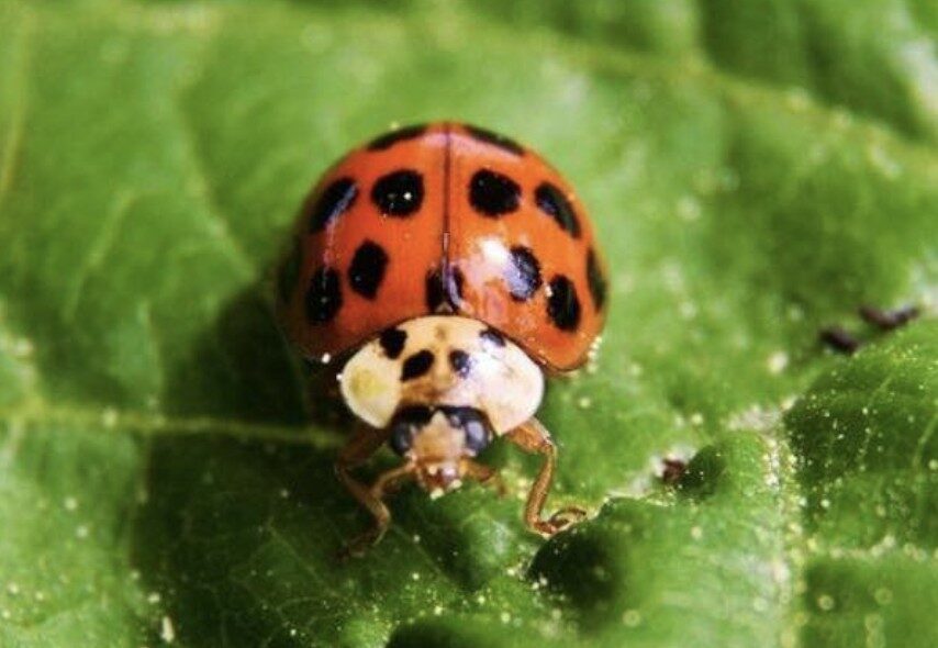 Ladybirds Take Over Windows and Walls – UKNIP