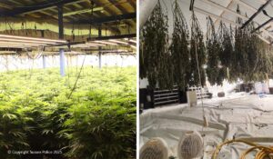 Three Men Busted After Massive Cannabis Farm Found in Eastbourne