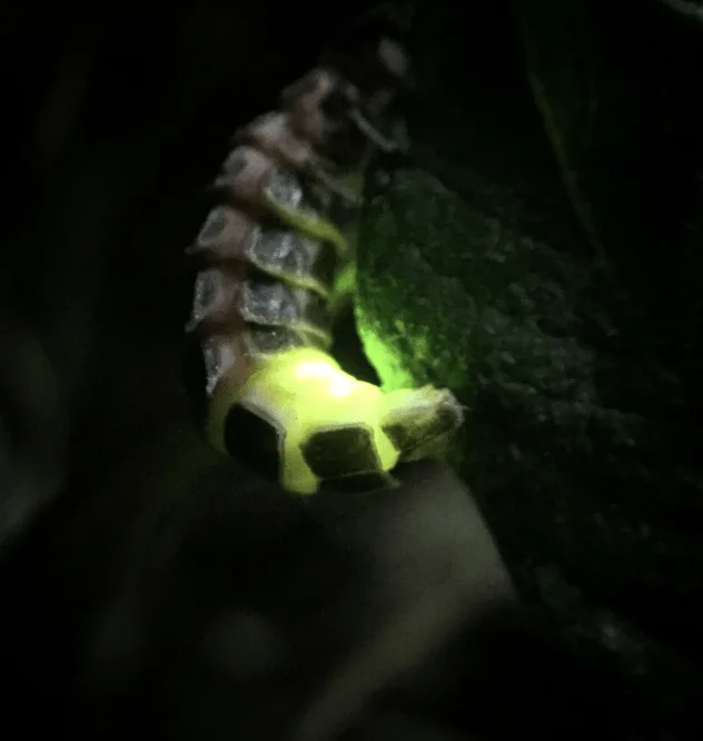 A Colony Of Glow-worms, A Declining Species With No Legal Protection, Were Found Residing Within A Small Existing Hedgerow During A Recent Recce To Norbury Park Near DorkingÂ 