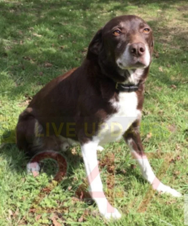 Hero Explosives Dog Bailey Retires After Eight Years Protecting Royals and Major Events