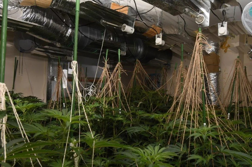 Swindon Police Bust Eight Cannabis Factories Worth Â£4 Million, Rescue Trafficked Men from London