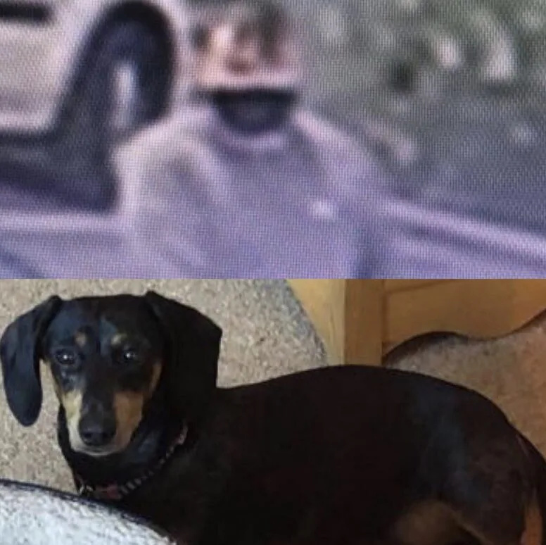 Daylight Dog-Nappers Strike in Woodville: Beloved Dachshund Minnie Stolen Near New Inn Pub â€“ Police Hunt Black Ford Mondeo Getaway Car