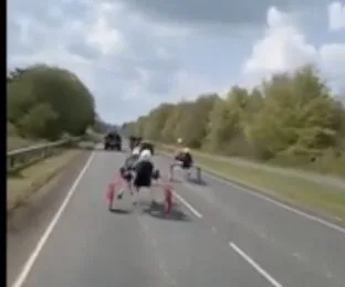 Travellersâ€™ Illegal Horse Races Close A33 Again as Police Crack Down with Arrests and Seizures