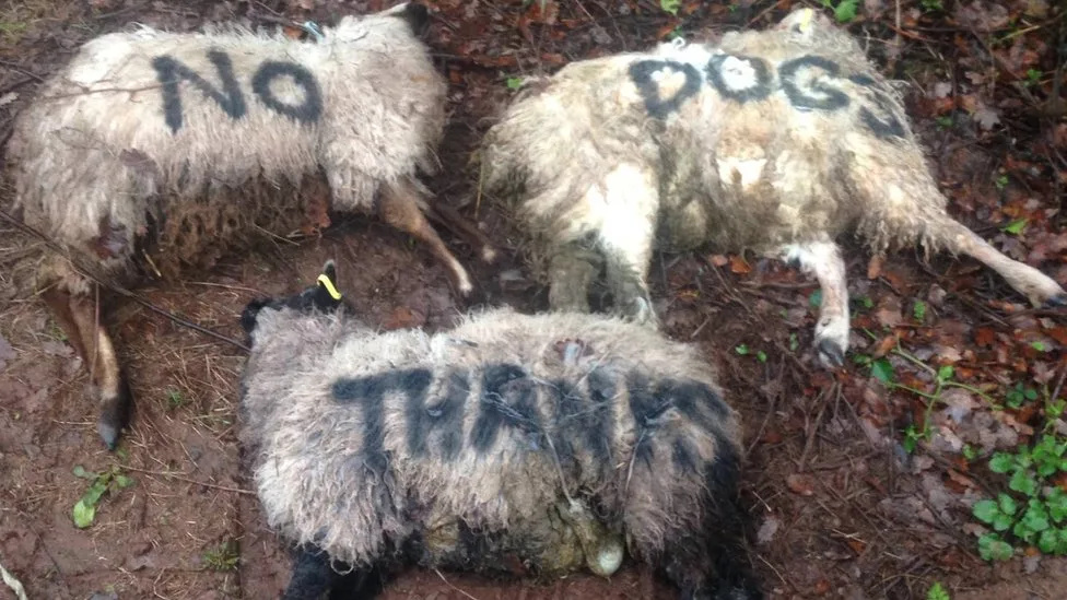 Alkham Sheep Slaughtered in Lurcher-Like Dog Attacks â€“ Police Urge Owners to Keep Pets on Leads