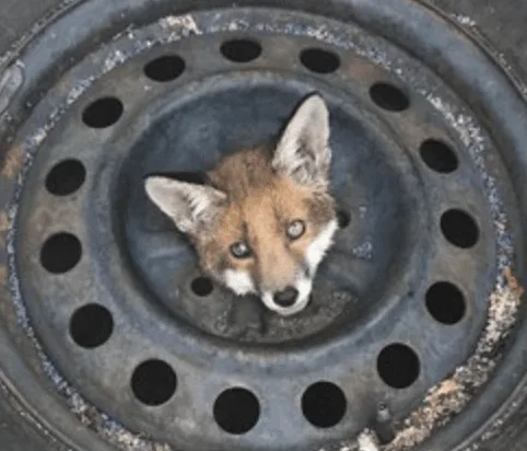 Firefighters Free Calm Fox Trapped in Tyre Rim Near Tottenham Station