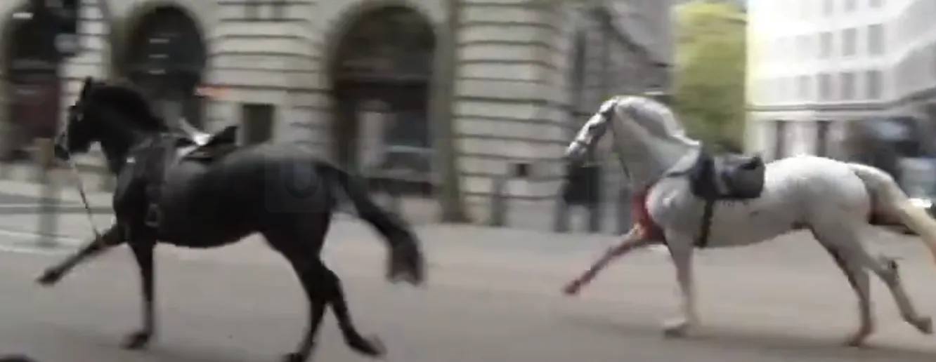 Household Cavalry Horses Run Wild in Central London Chaos â€“ Soldier Injured, Cars Damaged