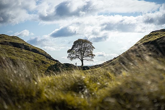 Sycamore Gap Tree Vandals Charged: Infamous Northumberland Landmark Destroyed