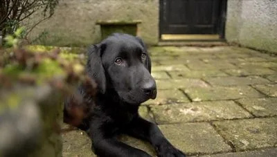 RSPCA Warns London Dog Owners: Keep Pets on Leads to Stop â€˜Horrificâ€™ Wildlife Attacks This Spring