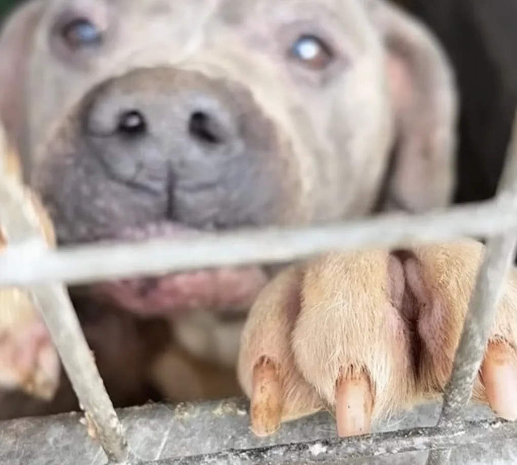 Sheffield XL Bully Dog Farm Raided: 22 Dogs Seized, 6 Euthanised in Horrific Conditions