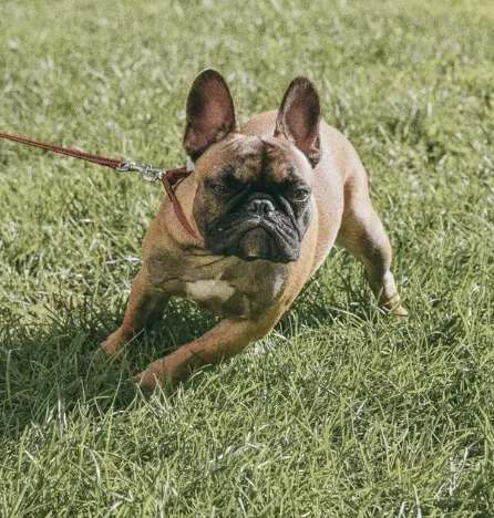 Mum Banned from Owning Dogs for 10 Years After French Bulldog Bites Sonâ€™s Face in Shocking Attack