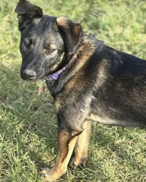 Family Dog Missing After Fatal M1 Crash That Killed Another Pet