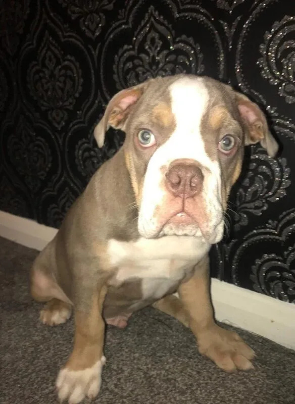 Puppy Thief Who Threatened â€˜Stop Me and Iâ€™ll Do Youâ€™ Avoids Jail After 5 Years