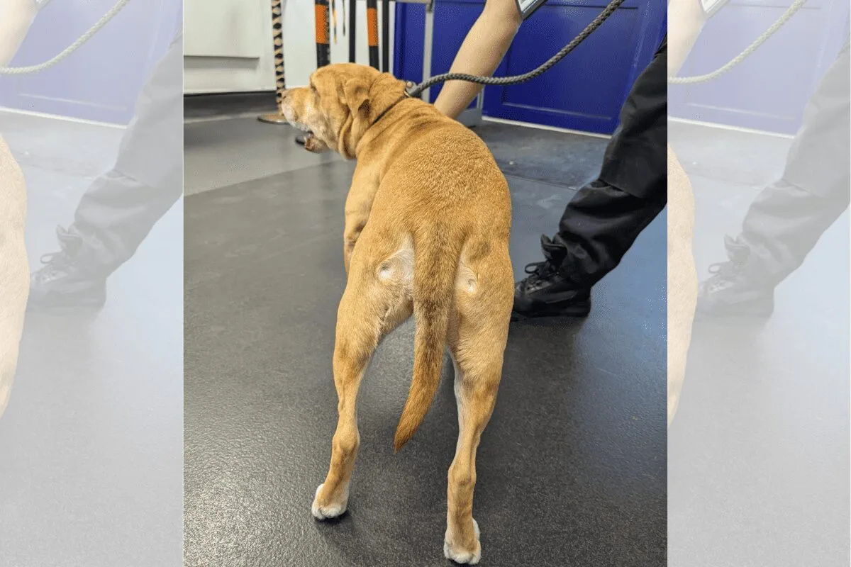 Hayes Man Banned for 3 Years Over Shocking Bulldog Abuse Caught on Doorbell Camera