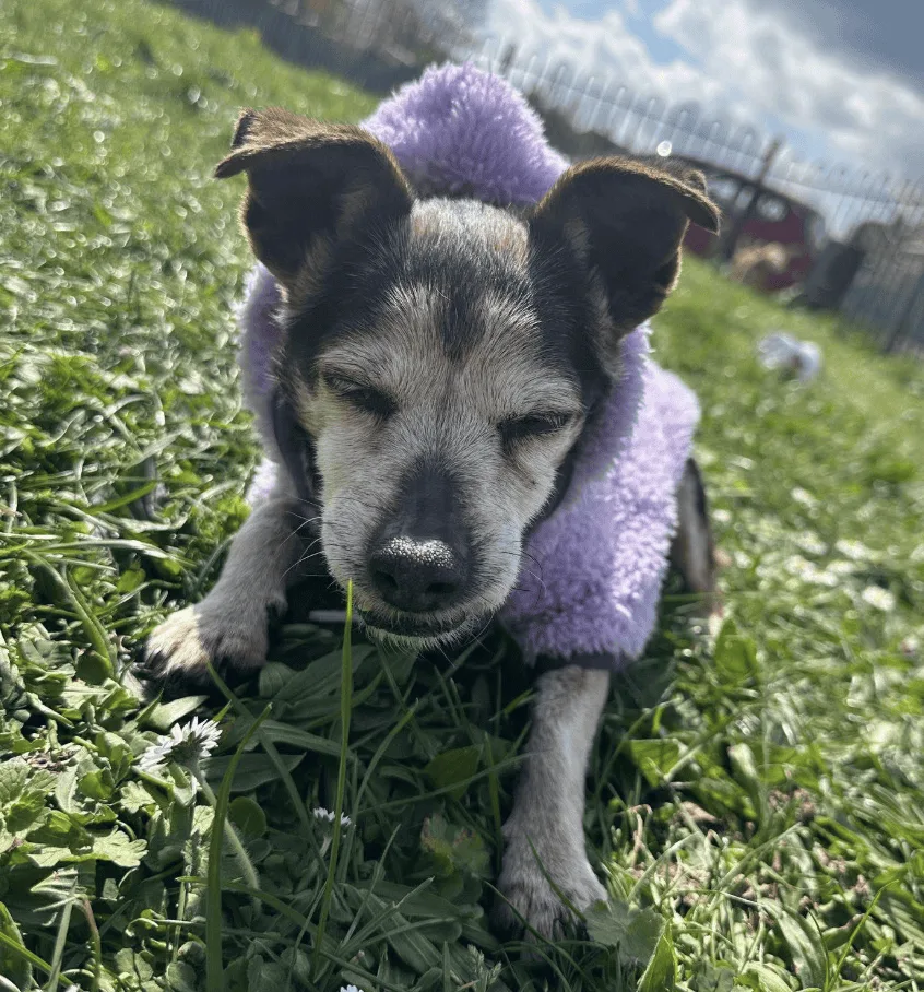 Heroic Reward Saves Elderly Dog Tilly After Daylight Theft in Croydon Estate