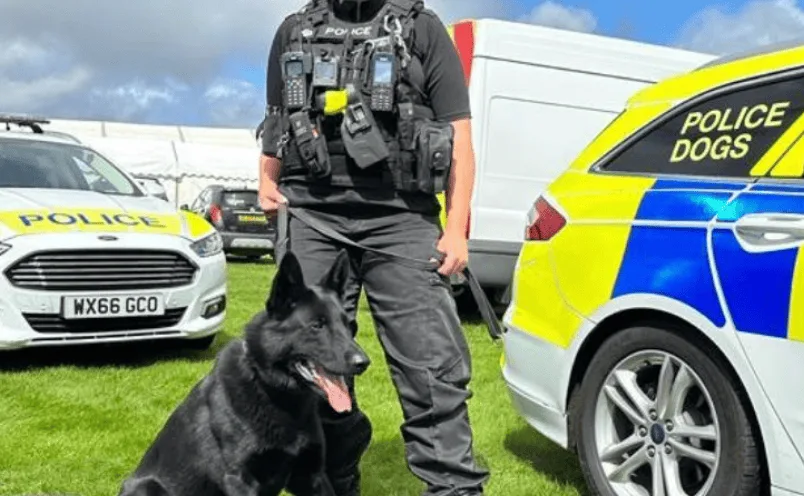 Woman Arrested and Dog Seized After Savage Attacks Shock Swindon Community