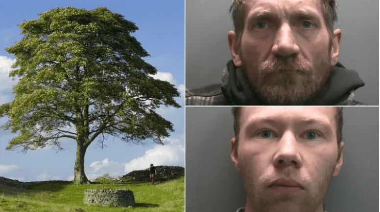Sycamore Gap Tree Vandals Found Guilty: Northumberland Landmark Felled in Shocking Crime