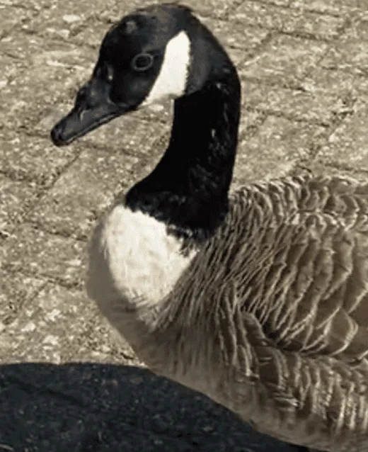 Swanley Outraged as Beloved 22-Year-Old Goose Theodore Killed by Youths Using Catapults â€“ Calls Grow for Tougher Wildlife Laws