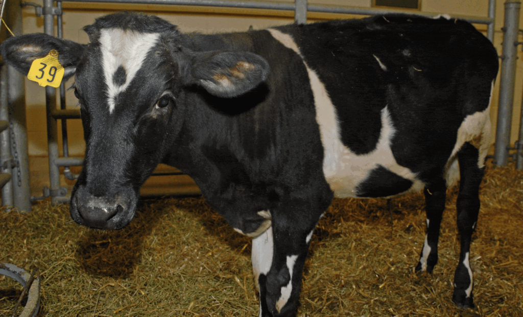 Mad Cow Disease Hits Essex Farm: Rare Atypical BSE Confirmed but No Risk to Public Health, Officials Say