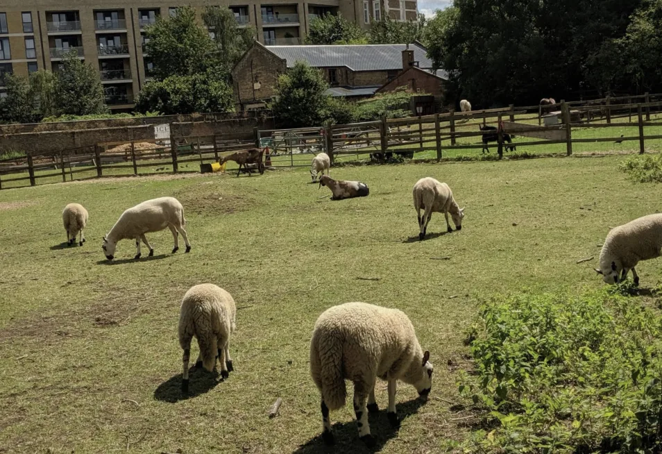 Hackney City Farm: Londonâ€™s Hidden Urban Oasis