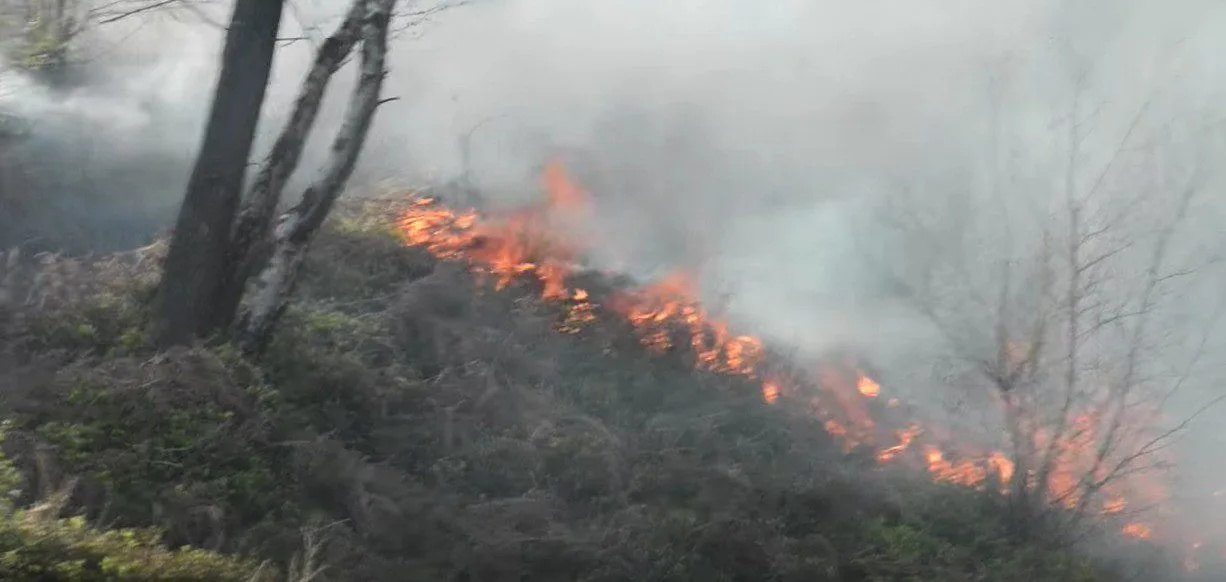 Firefighters issue advice after more than 40 wildfires in the Surrey