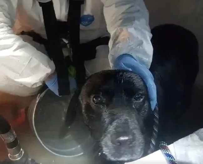 Labrador Willy Rescued After Falling 20ft Down Hidden Well in Eastleigh Woodlands