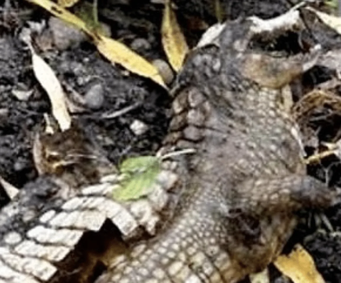 Stuffed Crocodile Sparks Derbyshire Police Panic