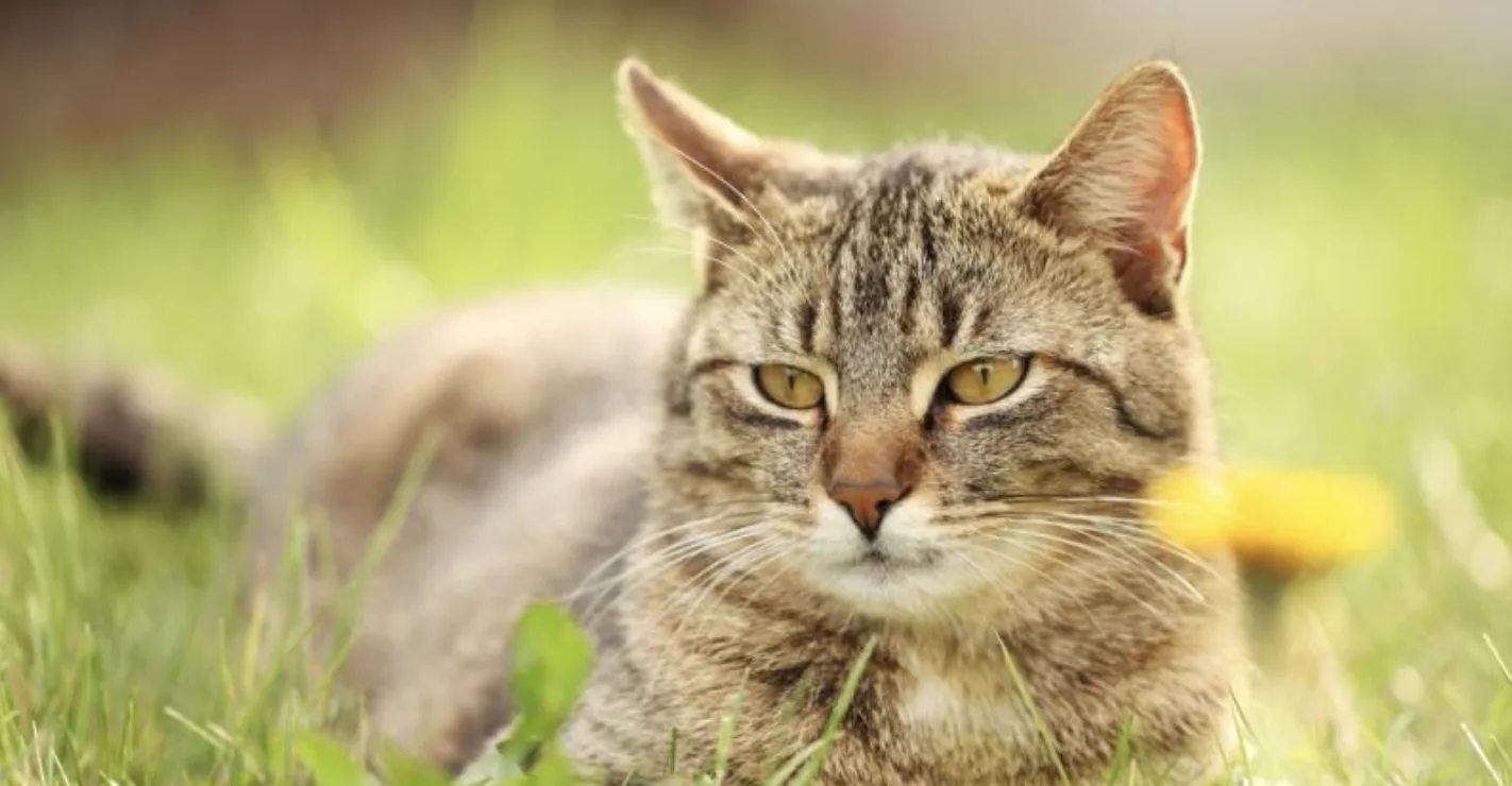 Why Are Cats and Dogs Eating Grass? Vet Nurse Reveals Surprising Truth and Safety Tips for UK Pet Owners