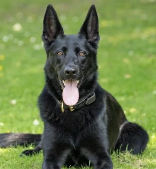 Police Dog Elsa Tracks Down Dover Car Thief After Midnight High-Speed Chase