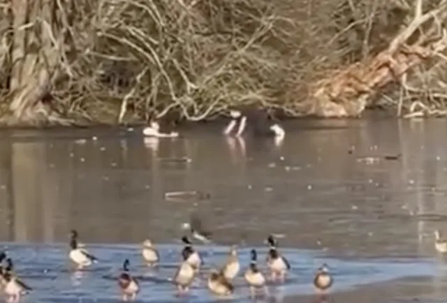 Epping Forest Frozen Lake Drama: Hero Passer-by Rescues Man After Dog Rescue Goes Wrong at Connaught Water