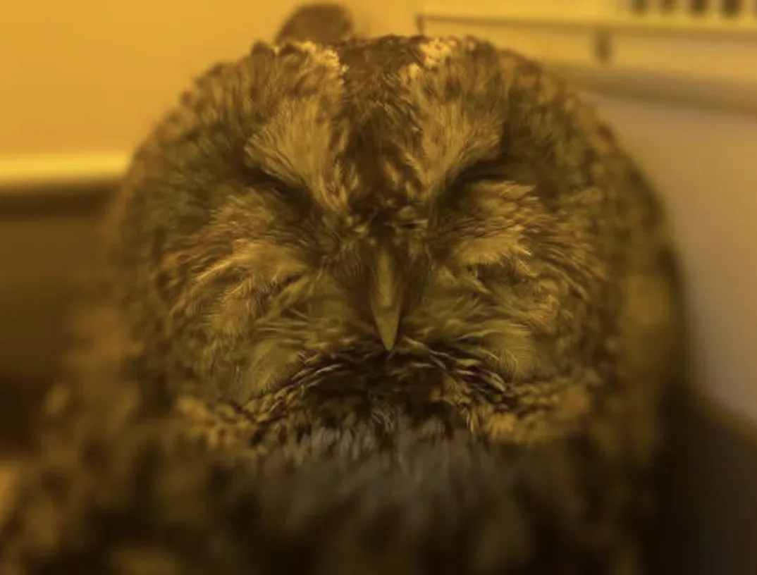 Firefighters Rescue Tawny Owl Tangled in Fishing Line in West Yorkshire