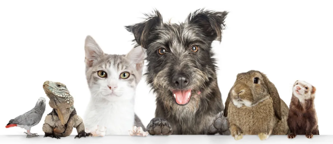 New Law Boosts Pet Ownership Rights for Renters Across England