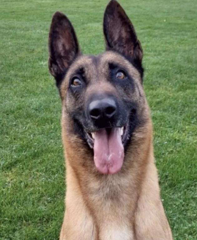 Police Dog Obi Locates Missing 77-Year-Old Man in Woodland