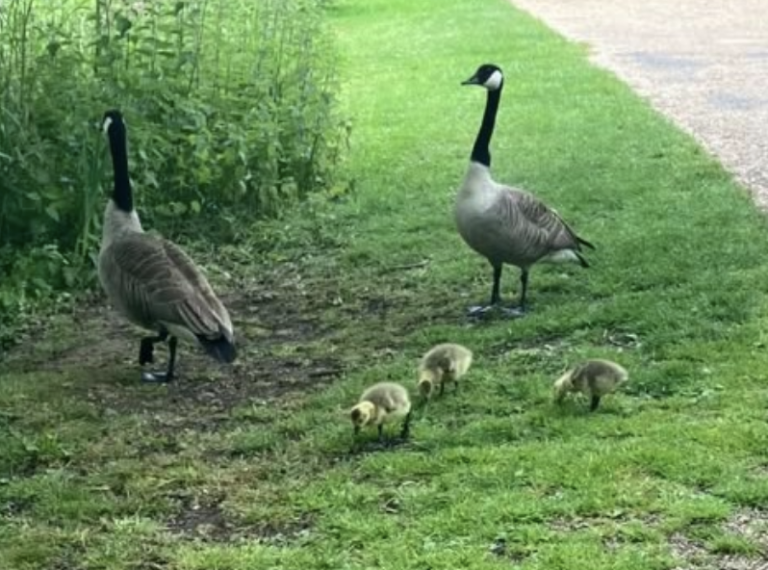 Goose Shot Near Lake Prompts Police Investigation