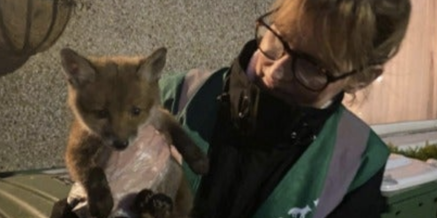 Wildlife Network Calls for Urgent Funding to Secure New Home
