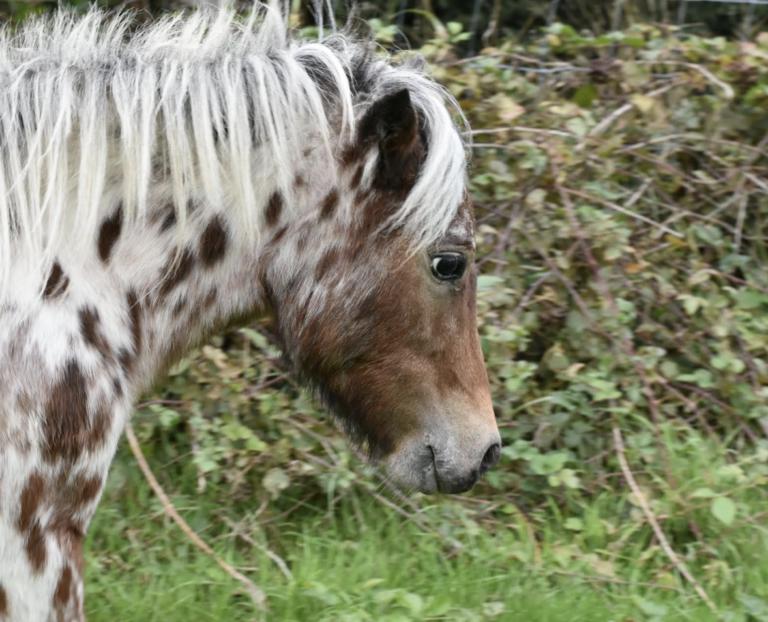 Rare Miniature Horses Stolen from Local Farm Police Seek Public Help