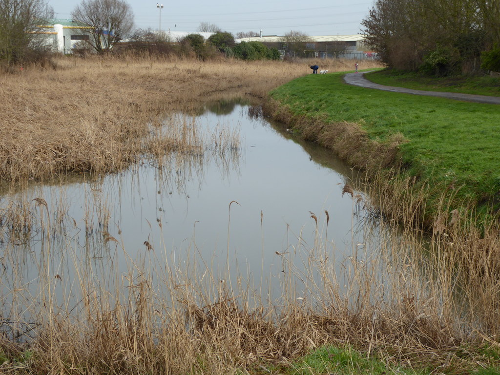 Police Appeal After Ducks Targeted by Catapult in Local Incident