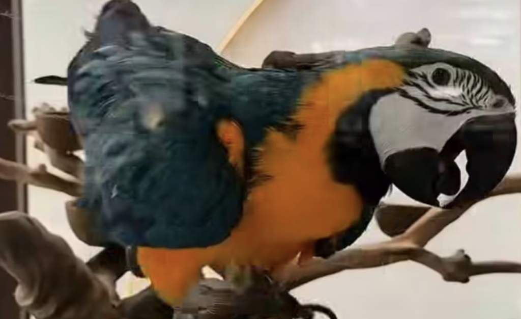 Shisha Bar Surrenders Caged Macaw Following Public Concern