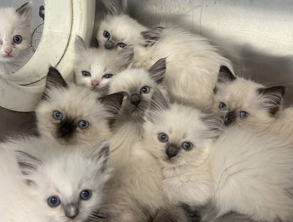 78 Ragdoll Cats Rescued From Filthy Home by PSPCA