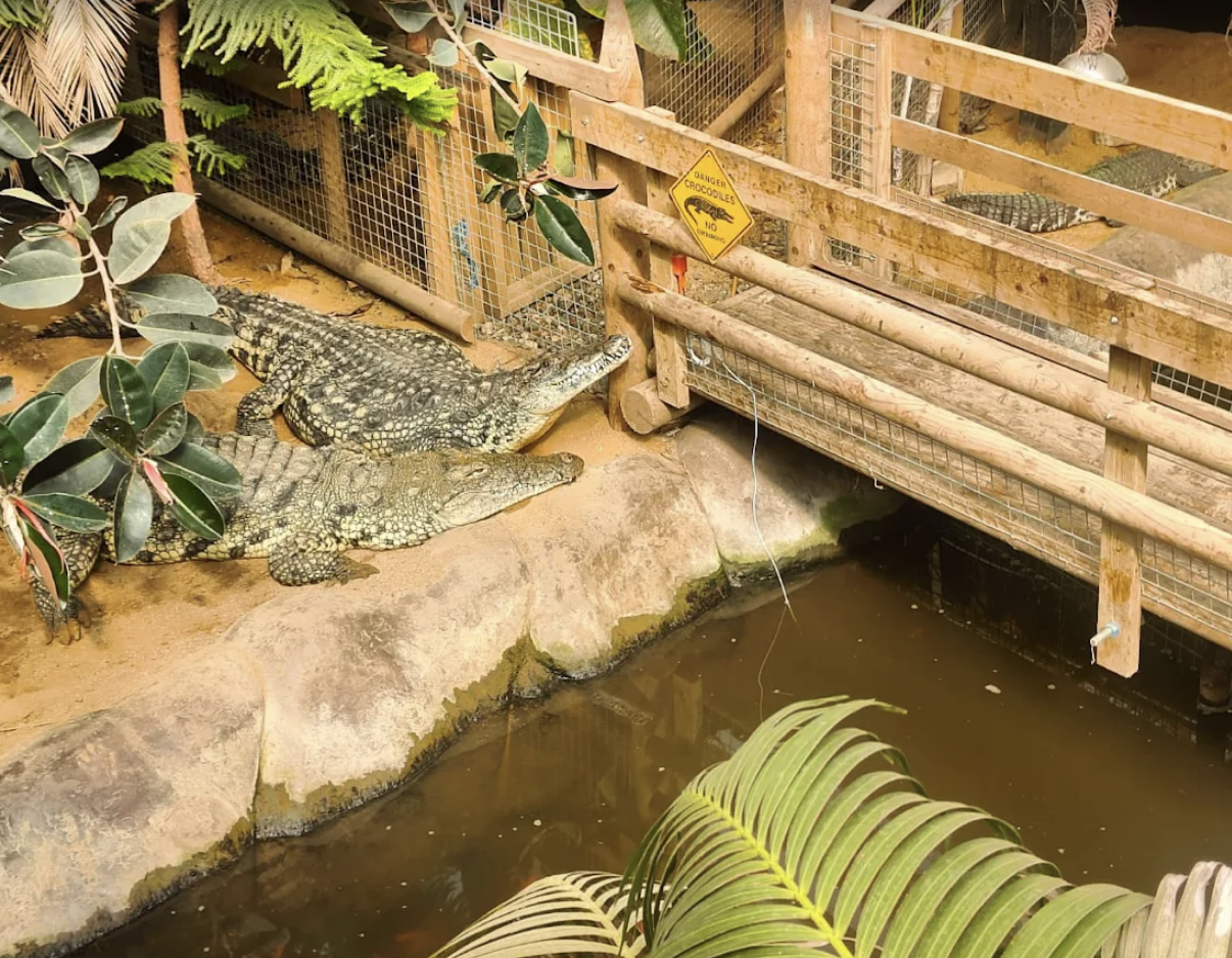 Toddler Thrown Into Crocodile Enclosure at Zoo, Emergency Services Respond