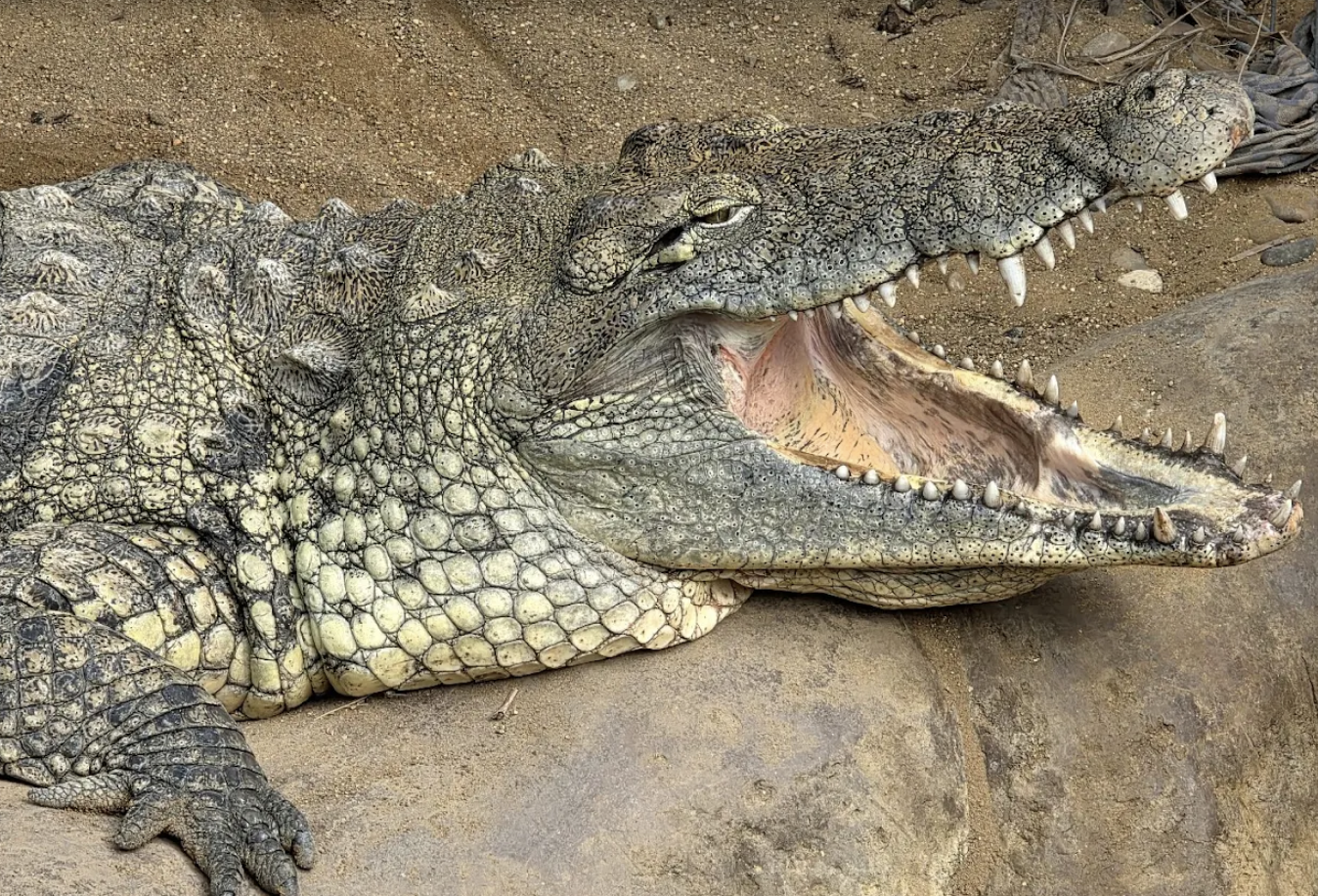 Toddler Thrown into Crocodile Enclosure at Local Zoo