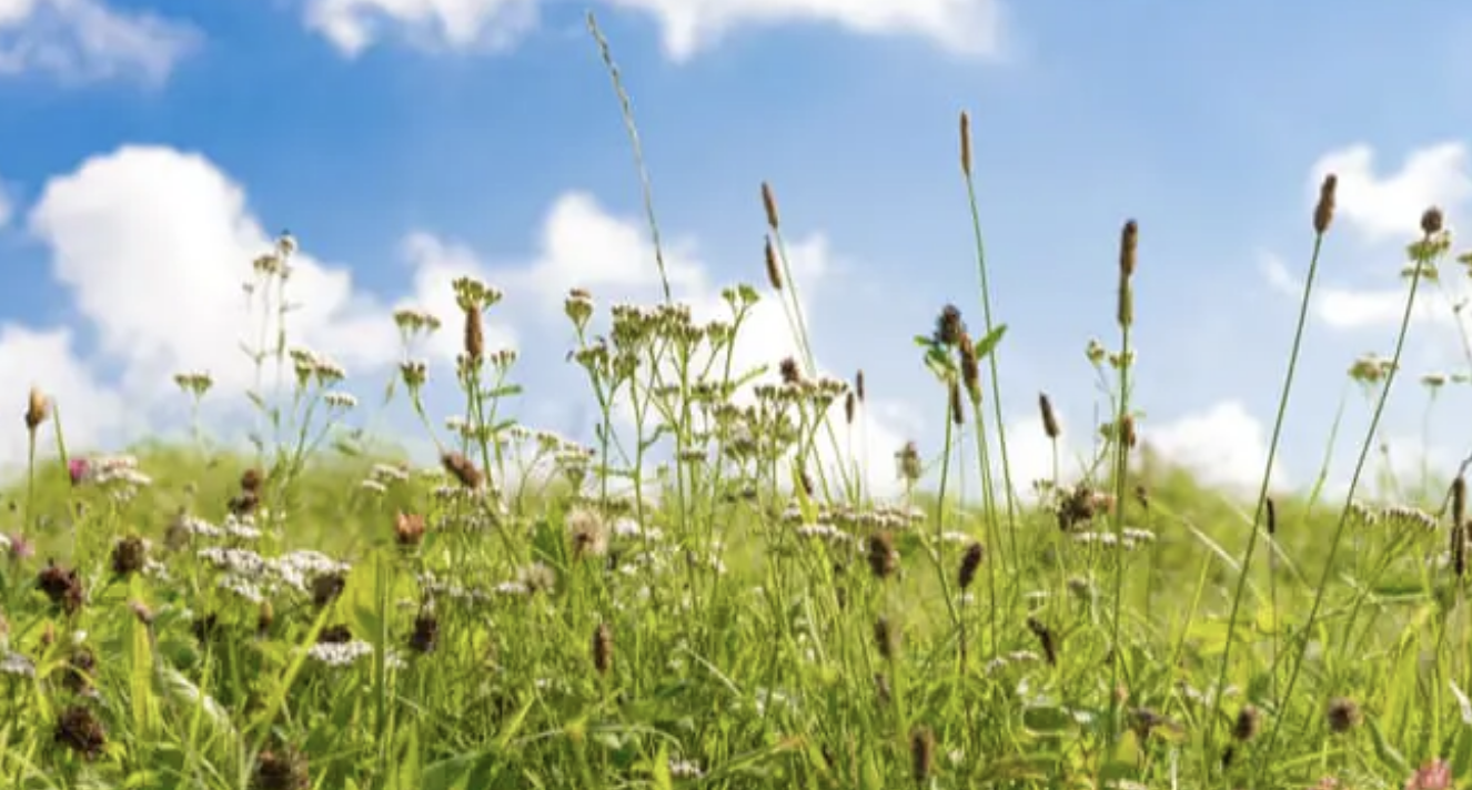 Pollen Alert Issued as Hay Fever Cases Surge During 35C Heatwave