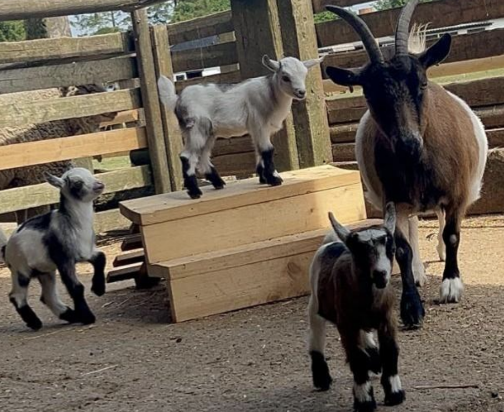 Baby Goats Stolen in Bromley Farm Theft Police Investigate
