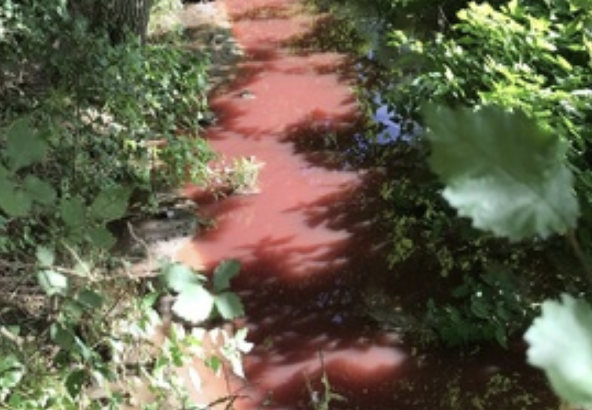 Taylor Wimpey Fined £300k for Sewage Pollution in Local Stream