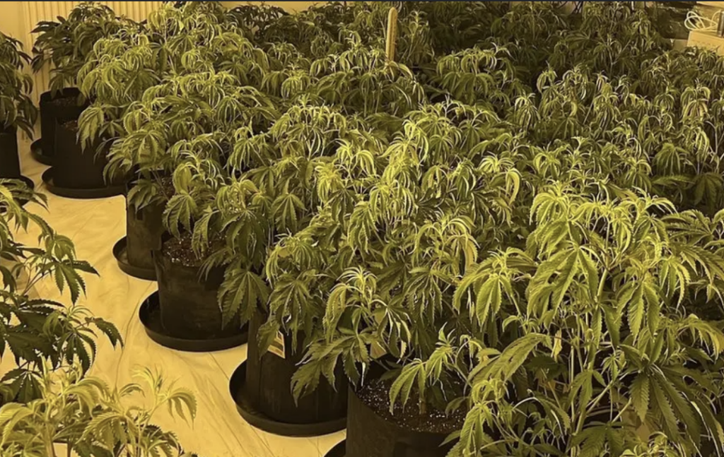 Huge £500,000 Cannabis Farm Uncovered at Disused Poultry Unit in Wiltshire