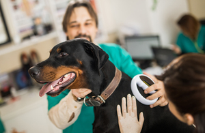 Government Launches Major Overhaul of Veterinary Regulations to Support Pet Owners